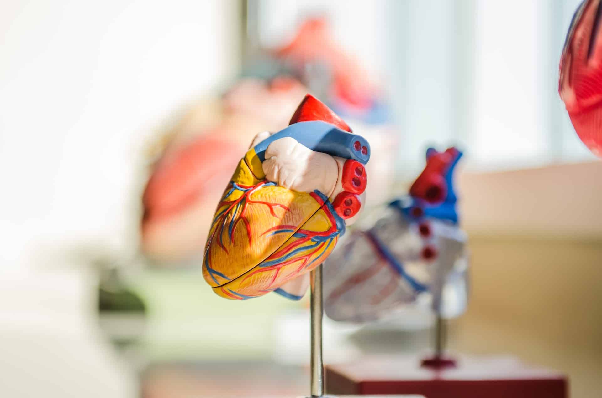 a picture of a model heart