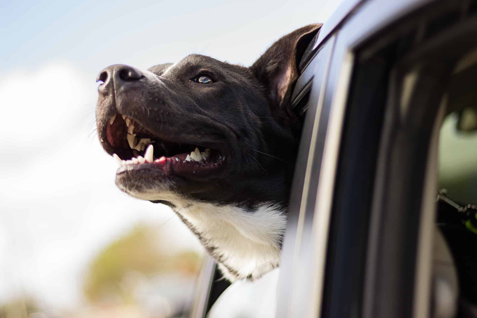 dog looking out the window of a vehicle
