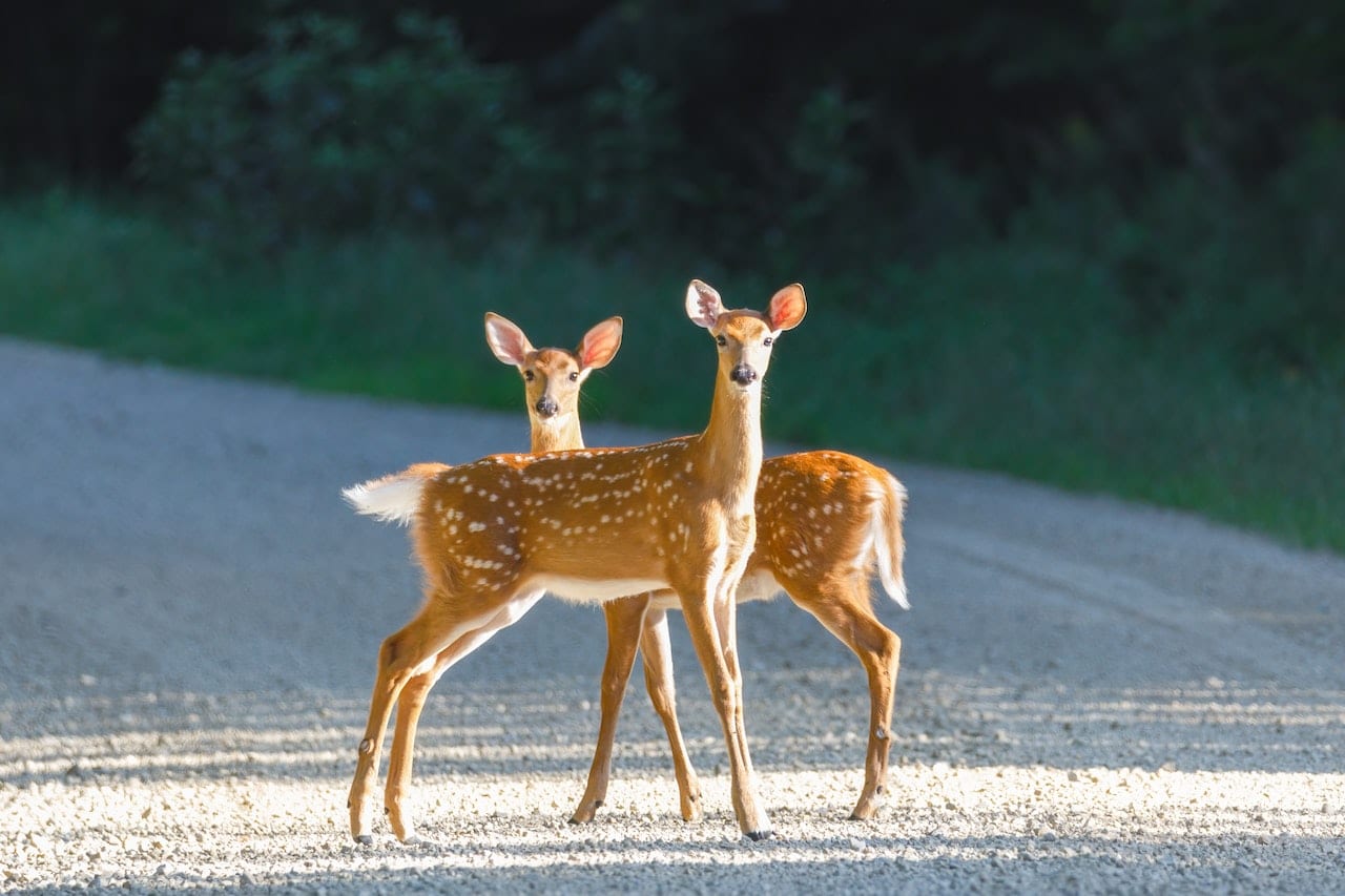 two deer standing on road