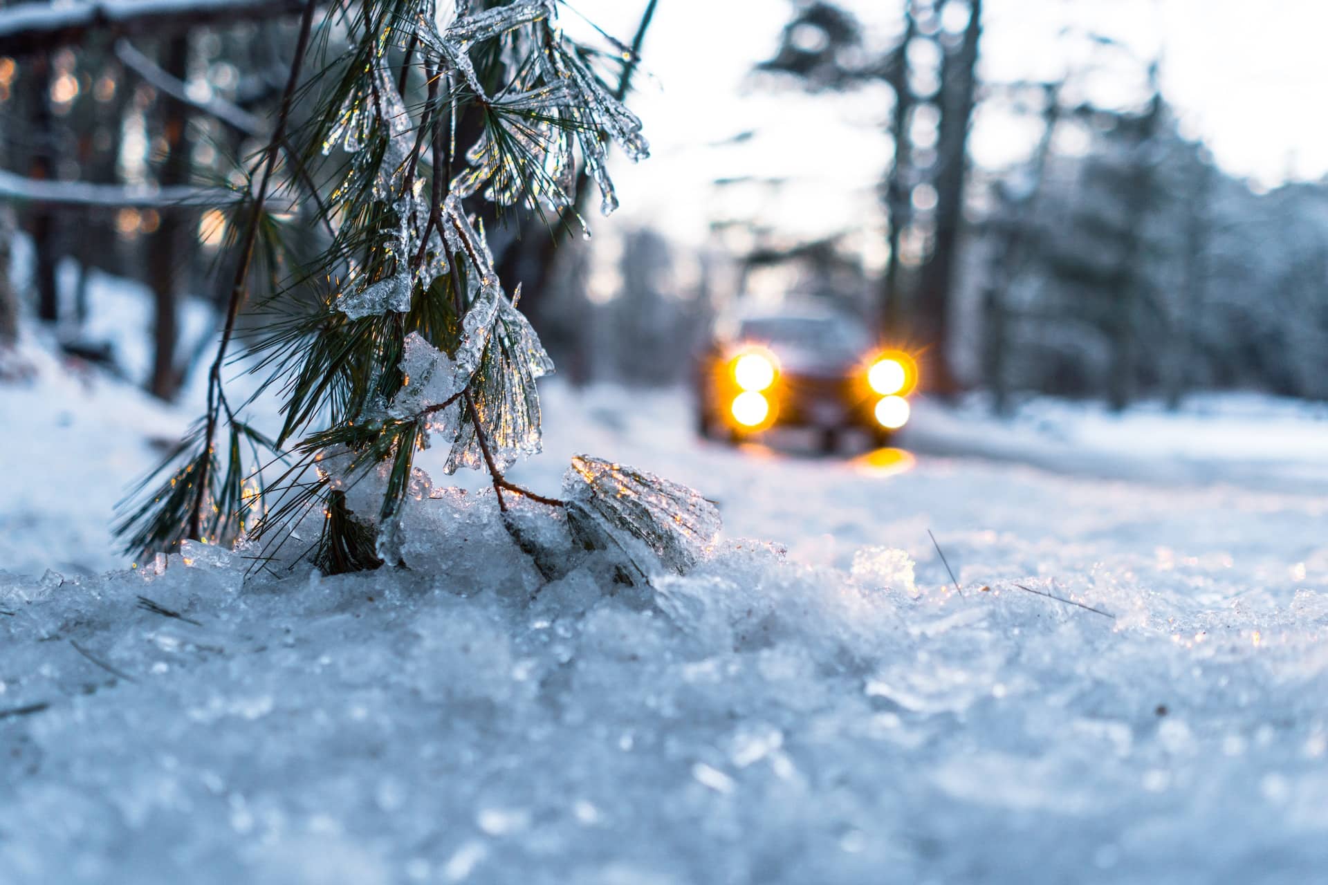 frozen pine needles captured while a car with headlights are visible in the distance