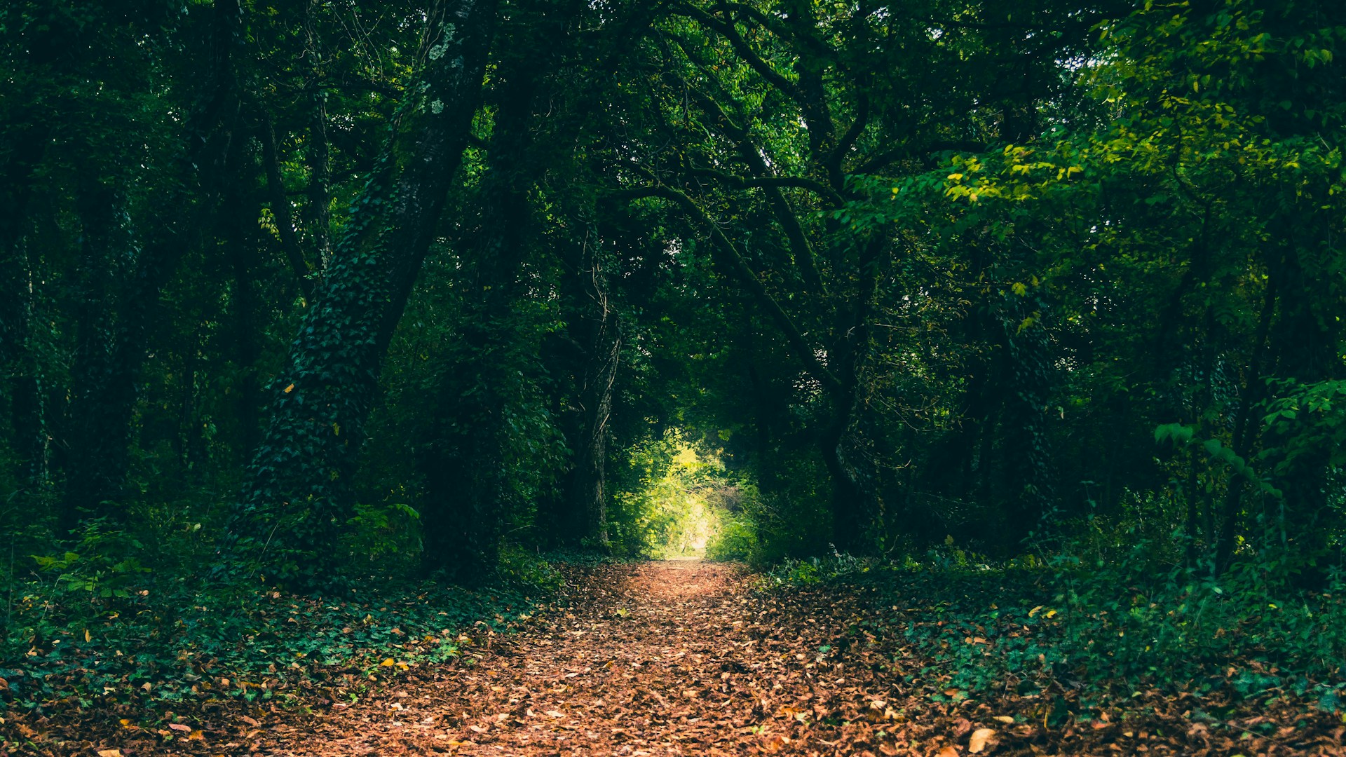 a wooden chip pathway amongst green trees