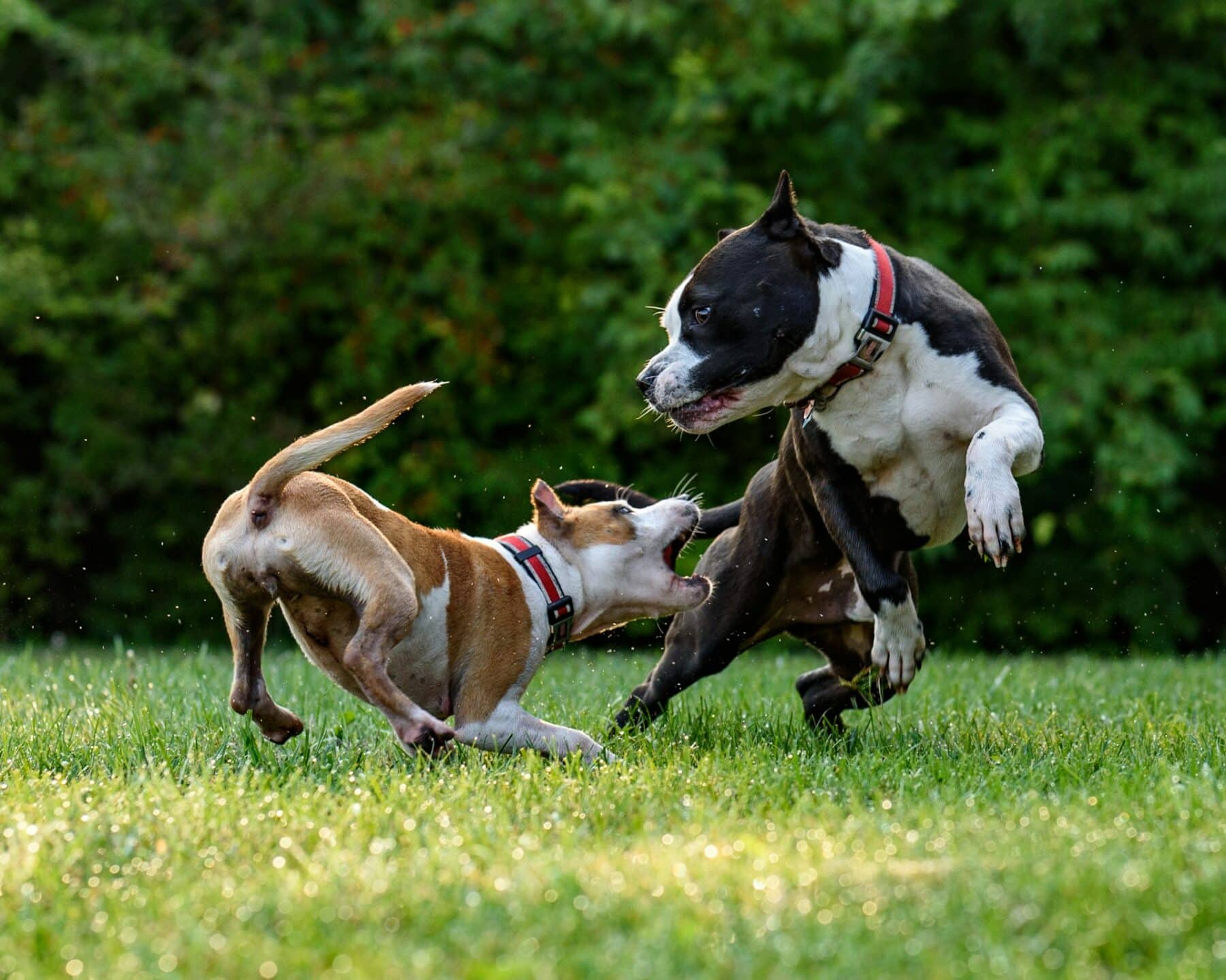 two short-coated brown and black dogs