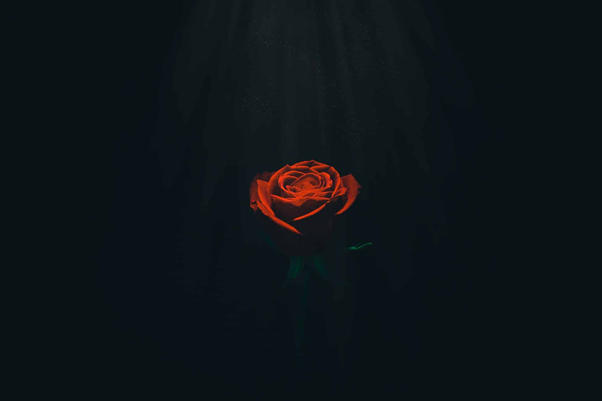 A red rose dimly lit against a black background, representing wrongful death claims under Alberta's Fatal Accidents Act