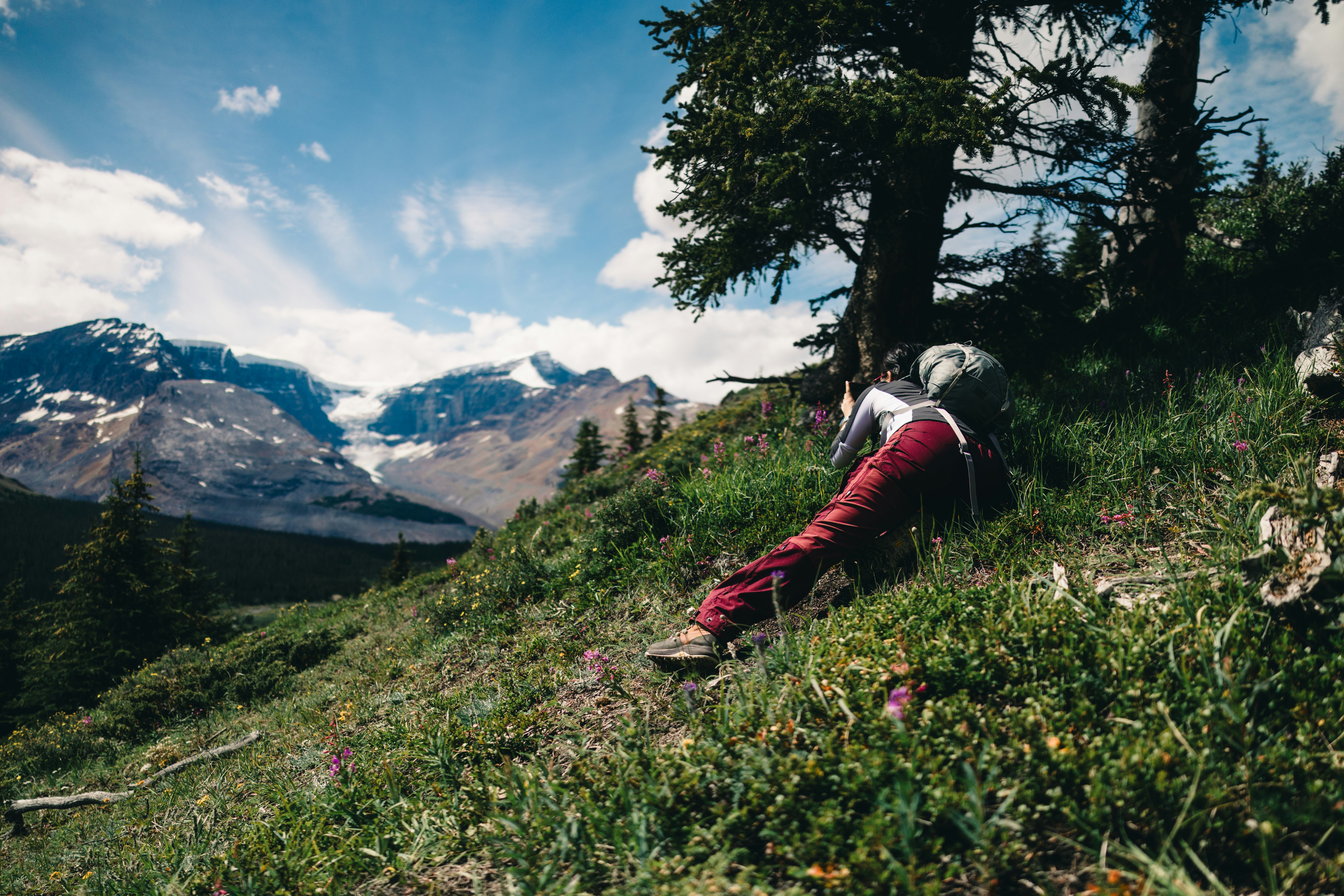 A hiker resting under a pine tree on a lush Alberta mountainside, representing personal injury claims from hiking.