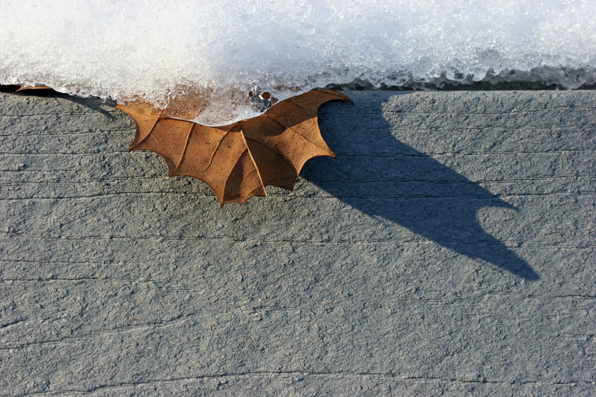 A brown fallen leaf on a concrete step, half-buried under snow, representing Fall Prevention Month.