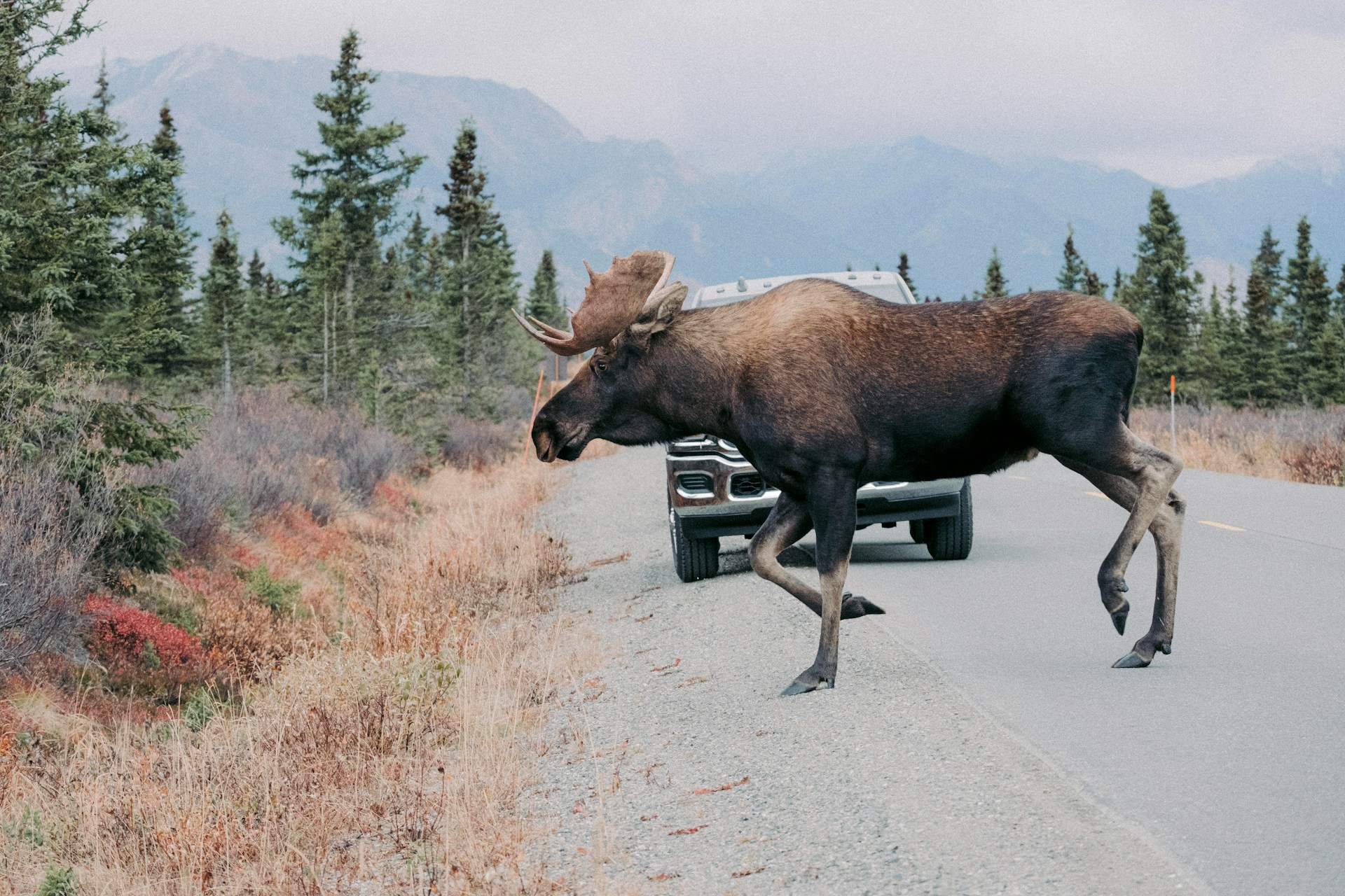 A moose crosses a two-lane high way edged with forrest on both sides in front of an SUV, representing collisions with wildlife in Alberta.